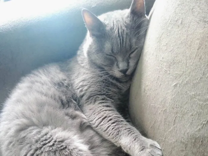 Gato ra a  idade 5 anos nome Write 