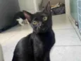 Pepê