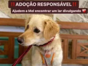 Cachorro raça  idade 1 ano nome Mel