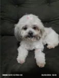 MEL