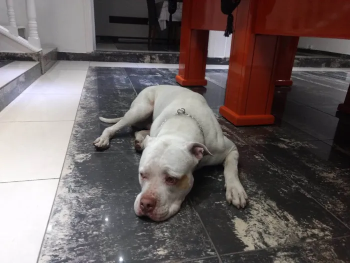 Cachorro ra a Pitbull idade 6 ou mais anos nome Timão