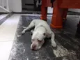 Timão