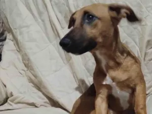 Cachorro raça SRD-ViraLata idade 2 a 6 meses nome Candy