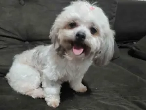 Cachorro raça Shitzu idade 3 anos nome MEL
