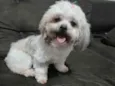 MEL