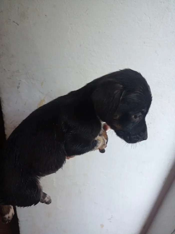 Cachorro ra a sem raça definida  idade Abaixo de 2 meses nome  cachorrinhos 50 dias 