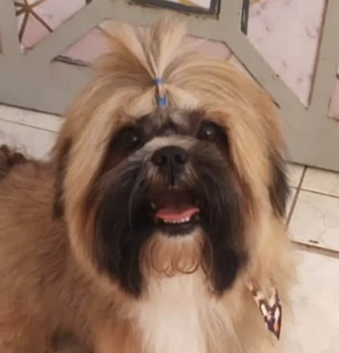 Cachorro ra a Shitzu  idade 1 ano nome Luke 