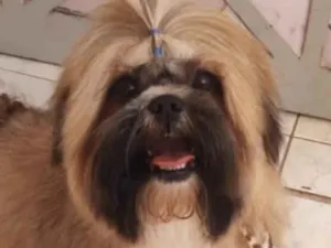 Cachorro raça Shitzu  idade 1 ano nome Luke 