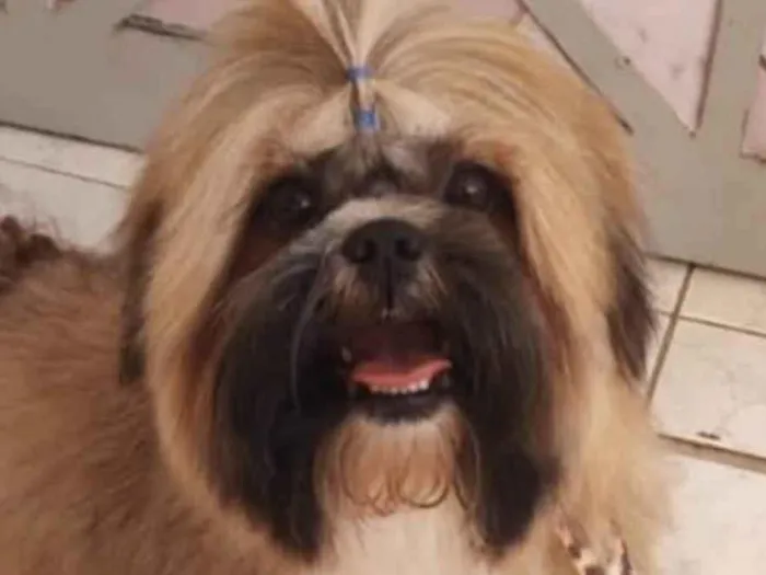 Cachorro ra a Shitzu  idade 1 ano nome Luke 