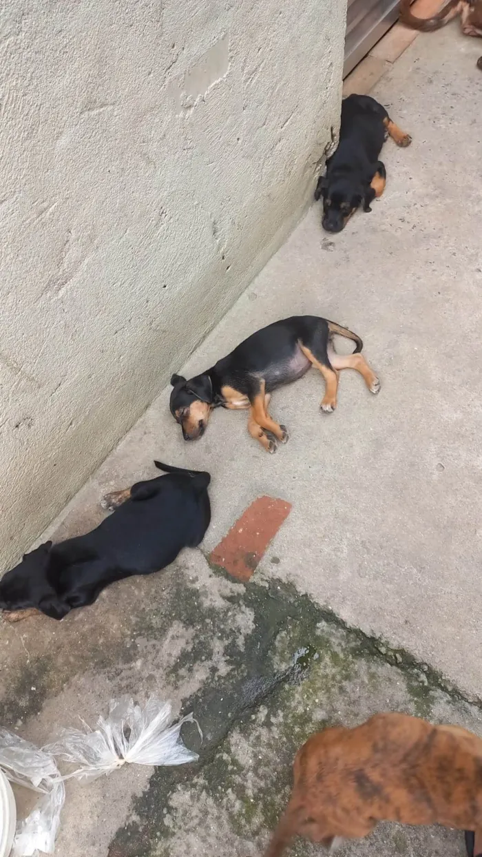 Cachorro ra a SRD-ViraLata idade 2 a 6 meses nome Thor/Mia/ Keth/negrito/su