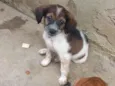 Thor/Mia/ Keth/negrito/su