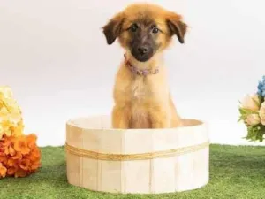 Cachorro raça SRD-ViraLata idade 2 a 6 meses nome Sara Flor