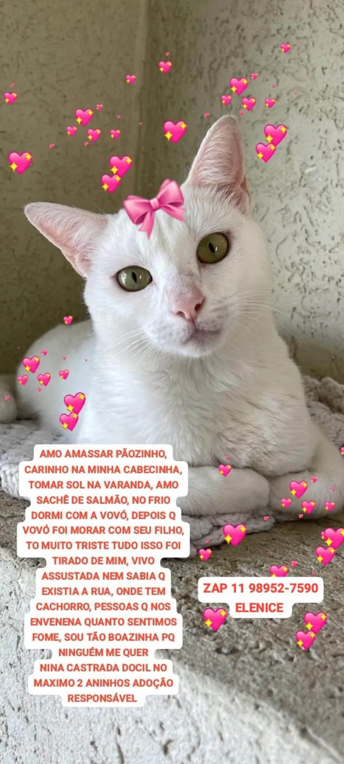 Gato ra a SRD-ViraLata idade 2 anos nome Nina gatinha