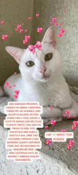 Nina gatinha