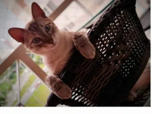 Gato raça SRD-ViraLata idade 2 a 6 meses nome Maurício 