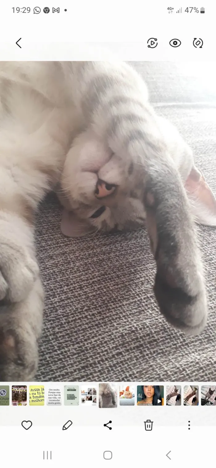 Gato ra a SRD-ViraLata idade 2 a 6 meses nome Maurício 
