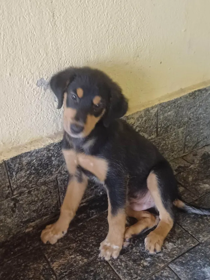 Cachorro ra a Srd idade 2 a 6 meses nome Kim