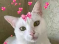 Nina gatinha