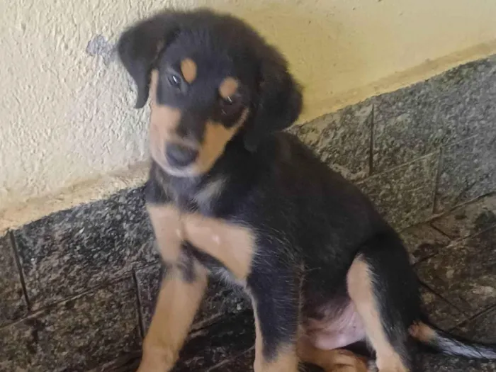 Cachorro ra a Srd idade 2 a 6 meses nome Kim
