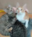 Bebês