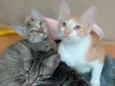 Bebês