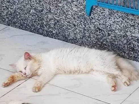 Gato ra a SRD-ViraLata idade 2 anos nome Branquinha