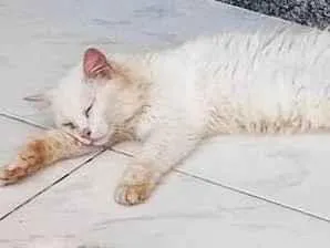 Gato ra a SRD-ViraLata idade 2 anos nome Branquinha