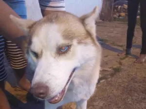 Cachorro raça Husky siberiano idade 1 ano nome Princesa 