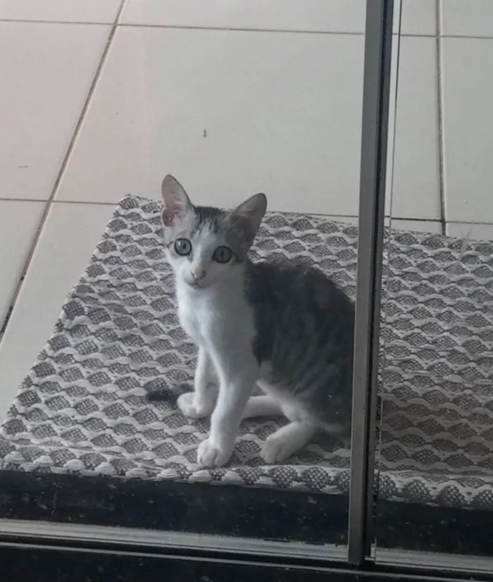 Gato ra a SRD-ViraLata idade 2 a 6 meses nome Tom