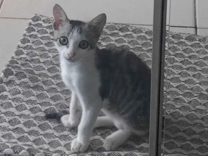 Gato ra a SRD-ViraLata idade 2 a 6 meses nome Tom