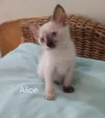 Alice