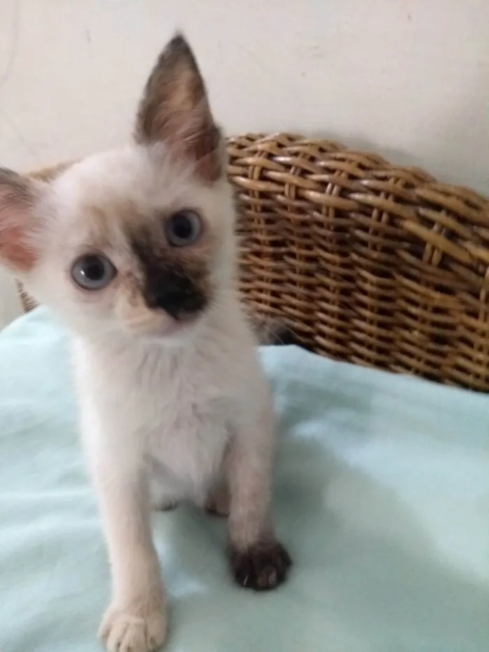 Gato ra a SRD-ViraLata idade Abaixo de 2 meses nome Alice