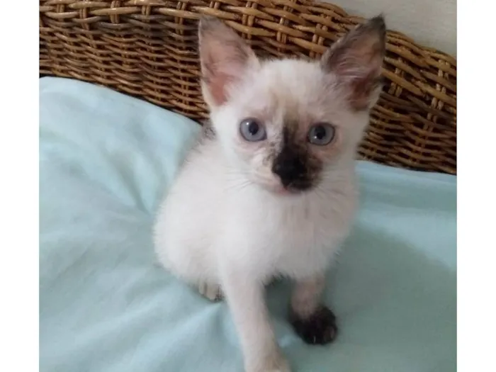 Gato ra a SRD-ViraLata idade Abaixo de 2 meses nome Alice