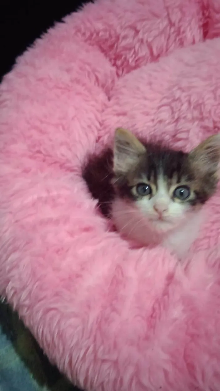 Gato ra a SRD-ViraLata idade  nome Ringo