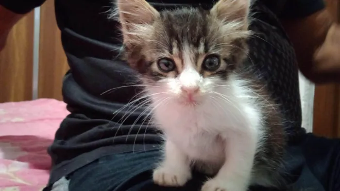 Gato ra a SRD-ViraLata idade  nome Ringo