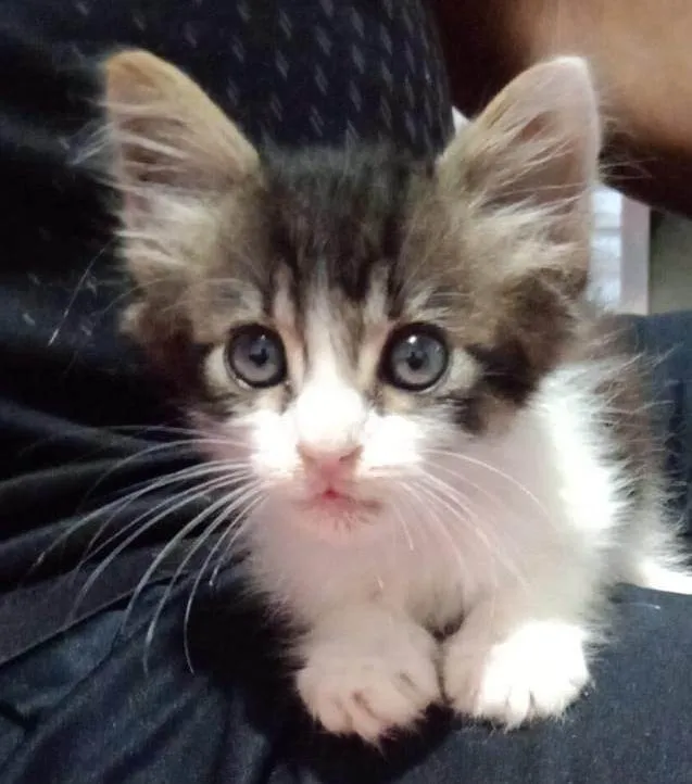 Gato ra a SRD-ViraLata idade  nome Ringo