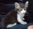 Ringo