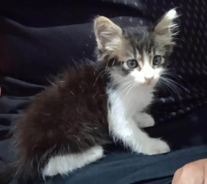 Gato ra a SRD-ViraLata idade  nome Ringo