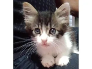 Gato raça SRD-ViraLata idade  nome Ringo