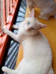 Yuki