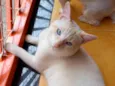 Yuki