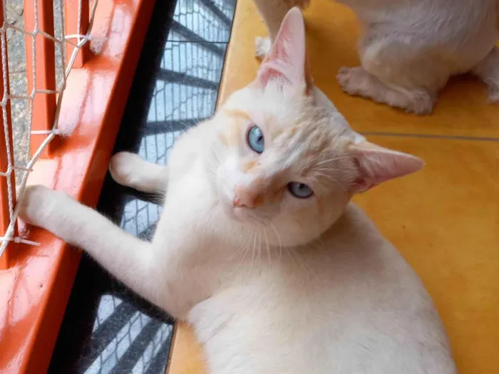 Gato ra a Red point idade 1 ano nome Yuki