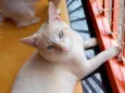 Yuki