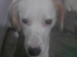 Cachorro raça SRD-ViraLata idade 1 ano nome Branquinha