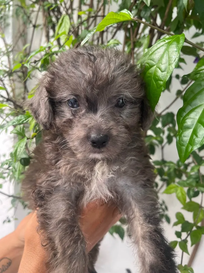 Cachorro ra a Mix de poodle idade 2 a 6 meses nome Ursula