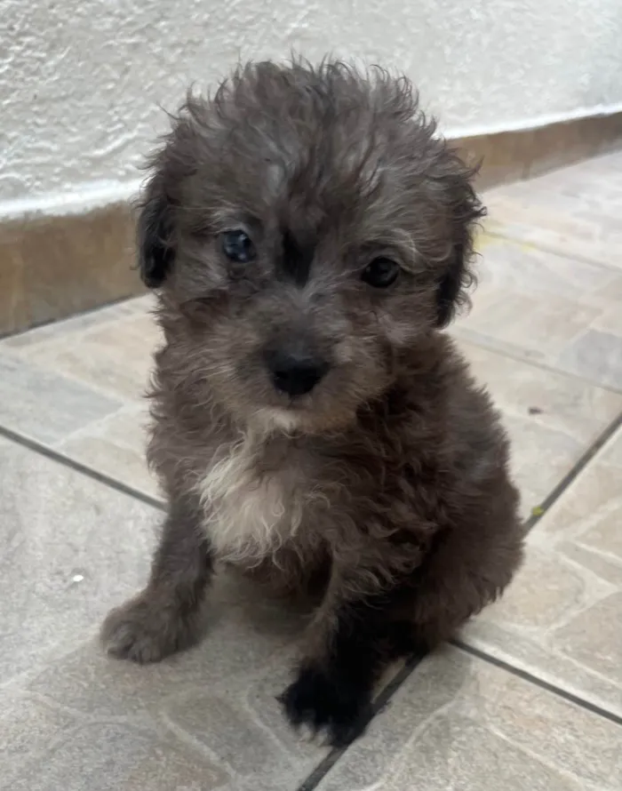 Cachorro ra a Mix de poodle idade 2 a 6 meses nome Ursula