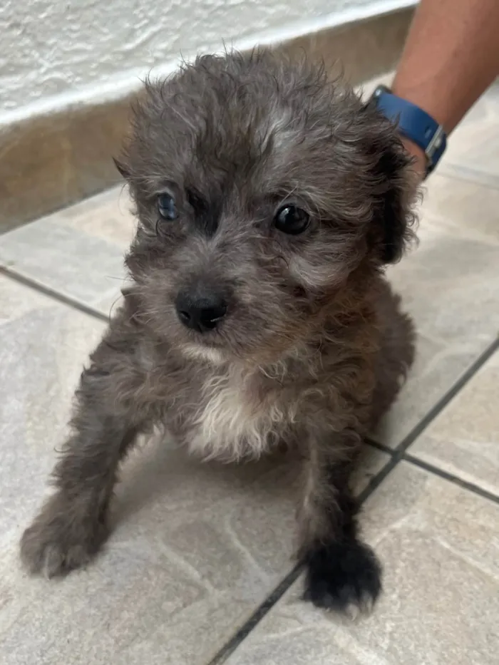 Cachorro ra a Mix de poodle idade 2 a 6 meses nome Ursula