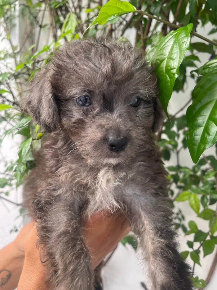 Cachorro ra a Mix de poodle idade 2 a 6 meses nome Ursula