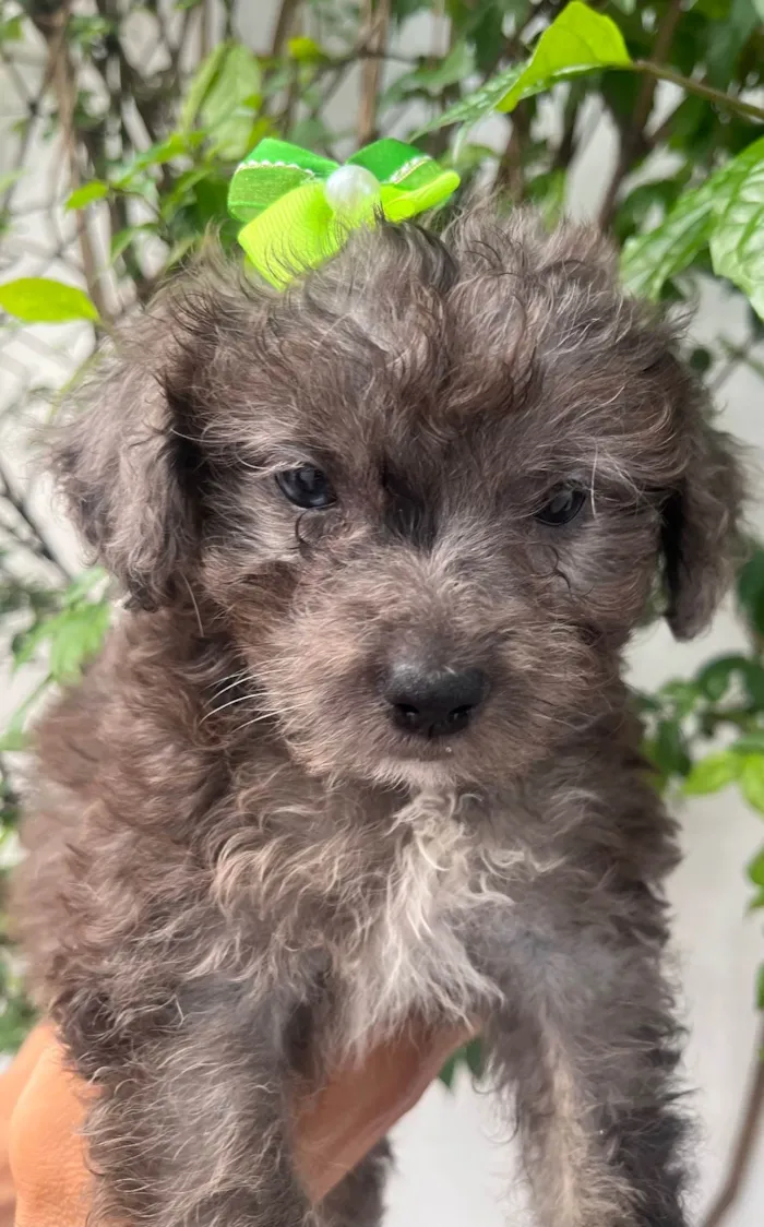 Cachorro ra a Mix de poodle idade 2 a 6 meses nome Ursula