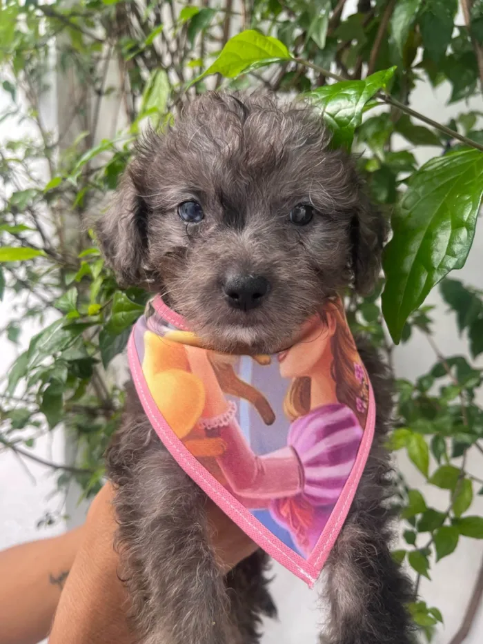 Cachorro ra a Mix de poodle idade 2 a 6 meses nome Ursula